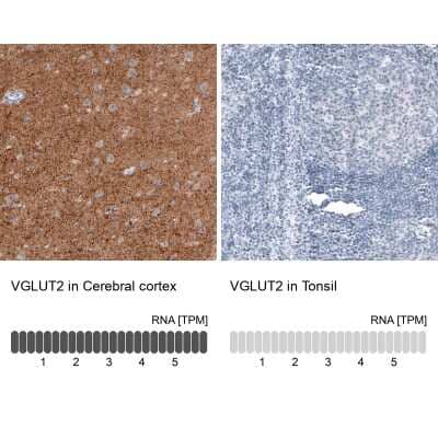 Immunohistochemistry-Paraffin: VGLUT2 Antibody (CL2952) [NBP2-46641] - Analysis in human cerebral cortex and tonsil tissues using NBP2-46641 antibody. Corresponding VGLUT2 RNA-seq data are presented for the same tissues.