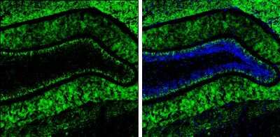 Immunohistochemistry-Frozen: VGLUT2 Antibody [NBP3-13164] - VGLUT2 antibody detects VGLUT2 protein by immunohistochemical analysis. Sample: Frozen-sectioned mouse hippocampus. Green: VGLUT2 stained by VGLUT2 antibody (NBP3-13164) diluted at 1:250. Blue: Fluoroshield with DAPI. Antigen Retrieval: Citrate buffer, pH 6.0, 10 min