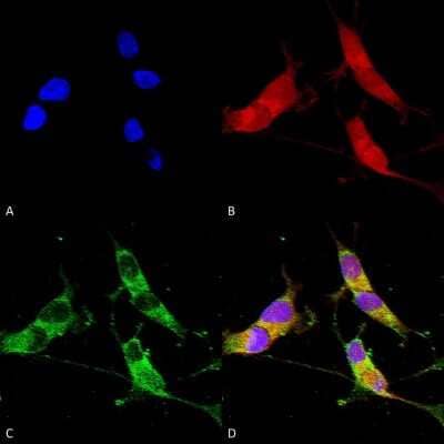 Immunocytochemistry/Immunofluorescence: VGLUT2 Antibody (S29-29) [NBP2-59330] - Immunocytochemistry/Immunofluorescence analysis using Mouse Anti-VGLUT2 Monoclonal Antibody, Clone S29-29 (NBP2-59330). Tissue: Neuroblastoma cells (SH-SY5Y). Species: Human. Fixation: 4% PFA for 15 min. Primary Antibody: Mouse Anti-VGLUT2 Monoclonal Antibody (NBP2-59330) at 1:50 for overnight at 4C with slow rocking. Secondary Antibody: AlexaFluor 488 at 1:1000 for 1 hour at RT. Counterstain: Phalloidin-iFluor 647 (red) F-Actin stain; Hoechst (blue) nuclear stain at 1:800, 1.6mM for 20 min at RT. (A) Hoechst (blue) nuclear stain. (B) Phalloidin-iFluor 647 (red) F-Actin stain. (C) VGLUT2 Antibody (D) Composite.