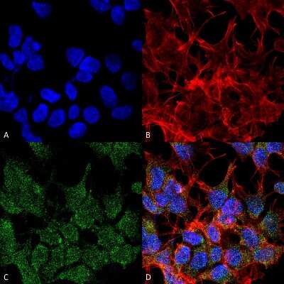 Immunocytochemistry/Immunofluorescence: VGLUT2 Antibody (S29-29) [NBP2-59330] - Immunocytochemistry/Immunofluorescence analysis using Mouse Anti-VGLUT2 Monoclonal Antibody, Clone S29-29 (NBP2-59330). Tissue: Neuroblastoma cell line (SK-N-BE). Species: Human. Fixation: 4% Formaldehyde for 15 min at RT. Primary Antibody: Mouse Anti-VGLUT2 Monoclonal Antibody (NBP2-59330) at 1:100 for 60 min at RT. Secondary Antibody: Goat Anti-Mouse ATTO 488 at 1:200 for 60 min at RT. Counterstain: Phalloidin Texas Red F-Actin stain; DAPI (blue) nuclear stain at 1:1000, 1:5000 for 60 min at RT, 5 min at RT. Localization: Cytoplasmic Vesicle, Secretory Vesicle, Synaptic Vesicle Membrane, Membrane, Cell Junction, Synapse. Magnification: 60X. (A) DAPI (blue) nuclear stain. (B) Phalloidin Texas Red F-Actin stain. (C) VGLUT2 Antibody. (D) Composite.