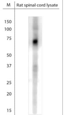 Western Blot: VGLUT2 Antibody [NBP1-46534] - WB on rat spinal cord lysate.