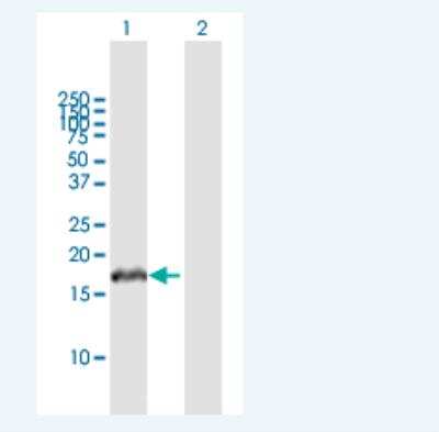 Western Blot: VHLL Antibody [H00391104-B01P-50ug] -  Analysis of VHLL expression in transfected 293T cell line by VHLL MaxPab polyclonal antibody.  Lane 1: VHLL transfected lysate(15.3 KDa). Lane 2: Non-transfected lysate.