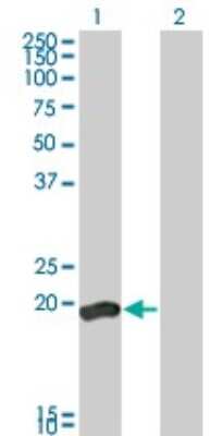 Western Blot: VHR/DUSP3 Antibody (5B7) [H00001845-M01] - Analysis of DUSP3 expression in transfected 293T cell line by DUSP3 monoclonal antibody (M01), clone 5B7.Lane 1: DUSP3 transfected lysate(20.478 KDa).Lane 2: Non-transfected lysate.
