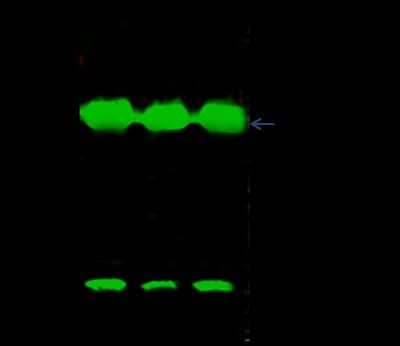 Immunoprecipitation: VHR/DUSP3 Antibody [NBP2-98873] - VHR/DUSP3 was immunoprecipitated using: Lane A: 0.5 mg HepG2 Whole Cell Lysate. Lane B: 0.5 mg Hela Whole Cell Lysate. Lane C: 0.5 mg 293T Whole Cell Lysate. 1 ul anti-VHR/DUSP3 rabbit polyclonal antibody and 15 ul of 50 % Protein G agarose. Primary antibody: Anti-VHR/DUSP3 rabbit polyclonal antibody, at 1:500 dilution. Secondary antibody: Dylight 800-labeled antibody to rabbit IgG (H+L), at 1:5000 dilution. Developed using the Odyssey technique. Performed under reducing conditions. Predicted band size: 20 kDa. Observed band size: 20 kDa