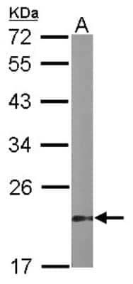 Western Blot: VHR/DUSP3 Antibody [NBP1-33099] - Sample (50 ug of whole cell lysate) A: mouse stomach 12% SDS PAGE; antibody diluted at 1:1000.