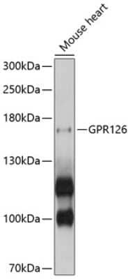 Western Blot: VIGR/GPR126 Antibody [NBP2-93438] - Analysis of extracts of mouse heart, using VIGR/GPR126 at 1:1000 dilution.Secondary antibody: HRP Goat Anti-Rabbit IgG (H+L) at 1:10000 dilution.Lysates/proteins: 25ug per lane.Blocking buffer: 3% nonfat dry milk in TBST.Detection: ECL Basic Kit .Exposure time: 5s.