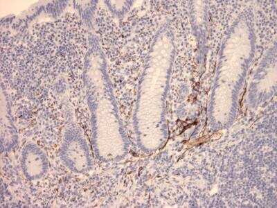 Immunohistochemistry-Paraffin: VIP Antibody (2) [NBP1-05163] - Staining of human appendix tissue. Dilution: 1:100