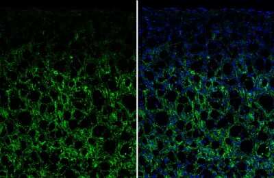 Immunohistochemistry-Frozen: VIP Antibody [NBP3-12900] - VIP antibody detects VIP protein by immunohistochemical analysis. Sample: Frozen-sectioned mouse cerebral cortex. Green: VIP stained by VIP antibody (NBP3-12900) diluted at 1:250. Blue: Fluoroshield with DAPI.