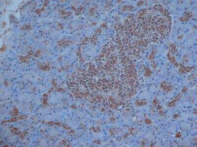 Immunohistochemistry-Paraffin: VIP Antibody [NB100-65658] - Formalin fixed, paraffin embedded human pancreas stained with Rabbit anti Human vasoactive intestinal peptide.
