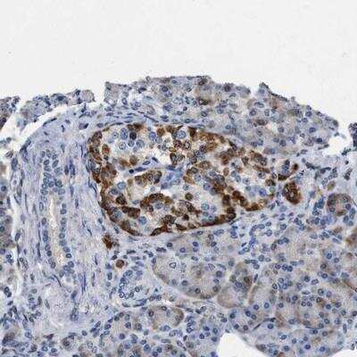 Immunohistochemistry-Paraffin: VIP Antibody [NBP1-86446] - Staining of human pancreas shows distinct cytoplasmic positivity in islet cells.