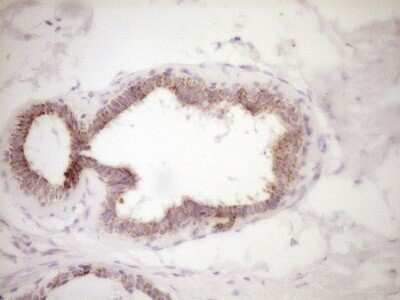 Immunohistochemistry: VIP Antibody (OTI1E8) - Azide and BSA Free [NBP2-74848] - Analysis of Human breast tissue. (Heat-induced epitope retrieval by 1 mM EDTA in 10mM Tris, pH8.5, 120C for 3min)