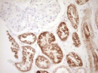 Immunohistochemistry: VIP Antibody (OTI1E8) - Azide and BSA Free [NBP2-74848] - Analysis of Human Kidney tissue. (Heat-induced epitope retrieval by 1 mM EDTA in 10mM Tris, pH8.5, 120C for 3min)