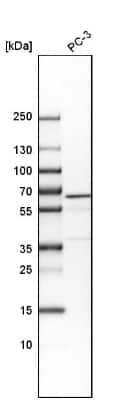 Western Blot VIPAR Antibody