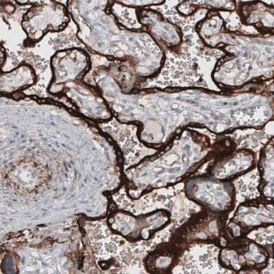 Immunohistochemistry-Paraffin: VISTA/B7-H5/PD-1H Antibody (CL3975) [NBP2-59030] - Staining of human placenta shows strong cytoplasmic immunoreactivity in trophoblast.