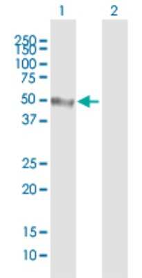 Western Blot: VISTA/B7-H5/PD-1H Antibody [H00064115-B01P] - Analysis of C10orf54 expression in transfected 293T cell line by C10orf54 polyclonal antibody.  Lane 1: C10orf54 transfected lysate(34.21 KDa). Lane 2: Non-transfected lysate.