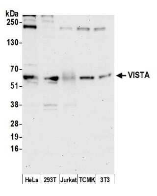 Western Blot: VISTA/B7-H5/PD-1H Antibody [NBP2-60703] - Detection of human and mouse VISTA by western blot. Samples: Whole cell lysate (15 ug) from HeLa, 293T, Jurkat, mouse TCMK-1, and mouse NIH3T3 cells prepared using NETN lysis buffer. Antibody: Affinity purified rabbit anti-VISTA antibody NBP2-60703 used for WB at 1:1000. Detection: Chemiluminescence with an exposure time of 30 seconds.