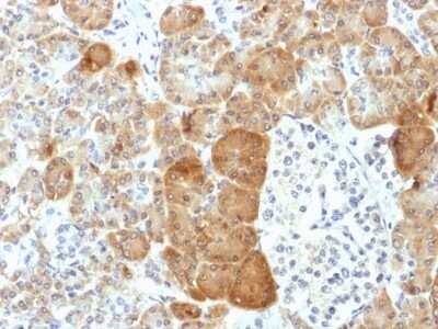 Immunohistochemistry-Paraffin: VLDL R Antibody (VLDLR/1337) [NBP2-54553] - Formalin-fixed, paraffin-embedded human Pancreas stained with VLDL-Receptor Monoclonal Antibody (VLDLR/1337).