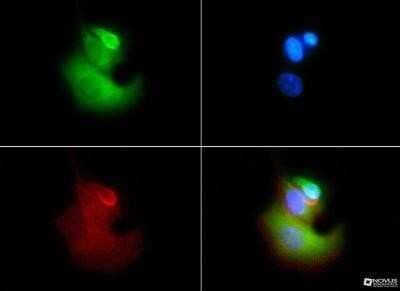 Immunocytochemistry/Immunofluorescence: VLDLR Antibody (6A6) - Azide and BSA Free [NBP2-81010] - VLDL Receptor antibody was tested in HeLa cells with FITC (green). Nuclei and actin were counterstained with Dapi (blue) and Phalloidin (red). Image from the standard format of this antibody.