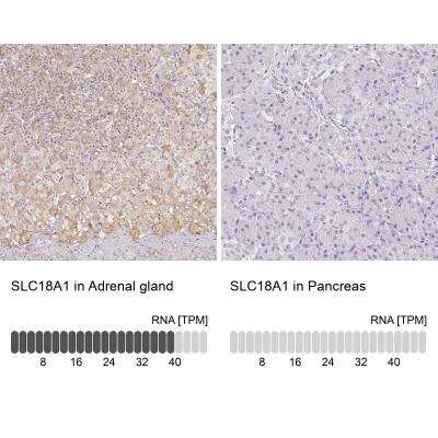 <b>Orthogonal Strategies Validation. </b>Immunohistochemistry-Paraffin: VMAT1/SLC18A1 Antibody [NBP2-55798] - Analysis in human adrenal gland and pancreas tissues. Corresponding RNA-seq data are presented for the same tissues.