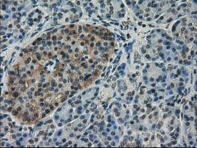 Immunohistochemistry: VMAT2 Antibody (OTI9E11) - Azide and BSA Free [NBP2-74850] - Staining of paraffin-embedded Human pancreas tissue using anti-VMAT2 mouse monoclonal antibody.