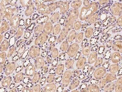 Immunohistochemistry-Paraffin: VMO1 Antibody [NBP2-97300] - Immunochemical staining of human VMO1 in human kidney with rabbit polyclonal antibody at 1:100 dilution, formalin-fixed paraffin embedded sections.