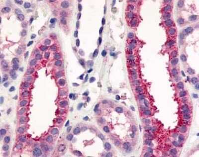 Immunohistochemistry-Paraffin: VN1R1 Antibody [NLS3462] - Analysis of anti-V1RL1 / VN1R1 antibody with kidney, renal tubules.