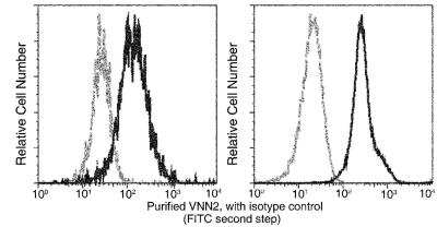 Flow Cytometry: VNN2 Antibody (3F8F8H6) [NBP3-06441] - Flow cytometric analysis of Human VNN2 expression on human whole blood monocytes (left panel) and granulocytes (right panel). Cells were stained with purified anti-Human VNN2, then a FITC-conjugated second step antibody. The histograms were derived from gated events with the forward and side light-scatter characteristics of viable monocytes and granulocytes.