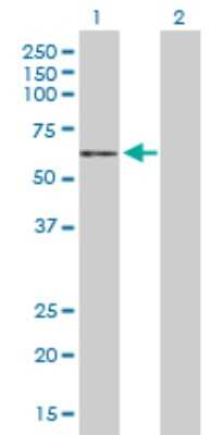 Western Blot: VNN2 Antibody [H00008875-B01P] - Analysis of VNN2 expression in transfected 293T cell line by VNN2 polyclonal antibody.  Lane1:VNN2 transfected lysate(51.37 KDa). Lane2:Non-transfected lysate.