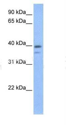 Western Blot VP26B Antibody