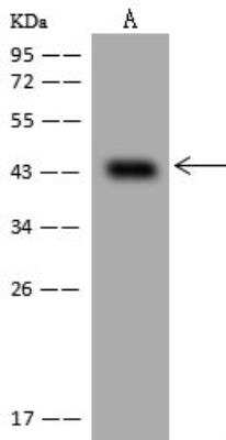 Western Blot VP26B Antibody