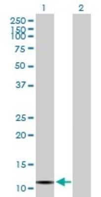 Western Blot: VPREB3 Antibody [H00029802-B01P] - Analysis of VPREB3 expression in transfected 293T cell line by VPREB3 polyclonal antibody.  Lane 1: VPREB3 transfected lysate(13.53 KDa). Lane 2: Non-transfected lysate.