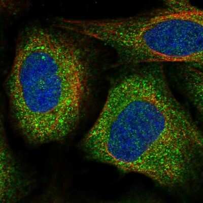 Immunocytochemistry/Immunofluorescence: VPS11 Antibody [NBP2-47583] - Staining of human cell line U-2 OS shows localization to cytosol. Antibody staining is shown in green.