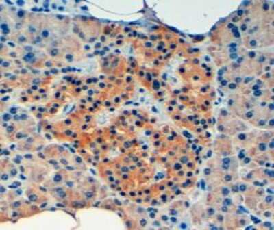 Immunohistochemistry-Paraffin: VPS11 Antibody [NB100-2412] - (4ug/ml) staining of paraffin embedded Human Pancreas. Steamed antigen retrieval with Tris/EDTA buffer pH 9, HRP-staining.