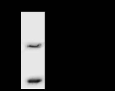 Immunoprecipitation: VPS16 Antibody [NBP2-97757] - VPS16 was immunoprecipitated using: Lane A: 0.5 mg Jurkat Whole Cell Lysate 4 ul anti-VPS16 rabbit polyclonal antibody and 60 ug of Immunomagnetic beads Protein A/G.  Primary antibody: Anti-VPS16 rabbit polyclonal antibody, at 1:100 dilution. Secondary antibody: Goat Anti-Rabbit IgG (H+L)/HRP at 1/10000 dilution. Developed using the ECL technique. Performed under reducing conditions. Predicted band size: 95 kDa. Observed band size: 95 kDa