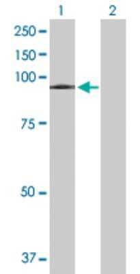 Western Blot: VPS16 Antibody [H00064601-B01P] - Analysis of VPS16 expression in transfected 293T cell line by VPS16 polyclonal antibody.  Lane1:VPS16 transfected lysate(92.29 KDa). Lane2:Non-transfected lysate.