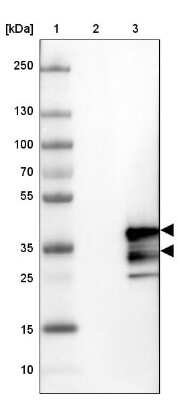 Western Blot VPS24 Antibody - BSA Free