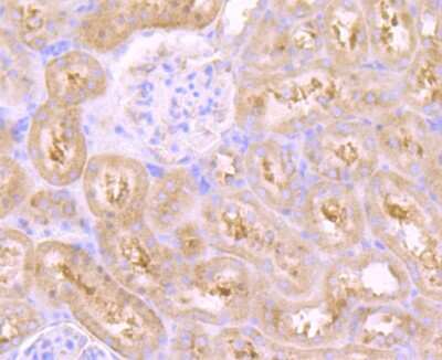 Immunohistochemistry-Paraffin: VPS26A Antibody (JB93-41) [NBP2-75709] - Analysis of paraffin-embedded rat kidney tissue using anti-VPS26 antibody. Counter stained with hematoxylin.