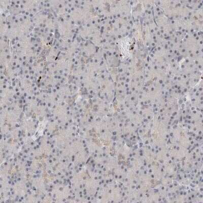 Immunohistochemistry-Paraffin: VPS28 Antibody [NBP1-85973] - Staining of human pancreas shows low expression as expected.