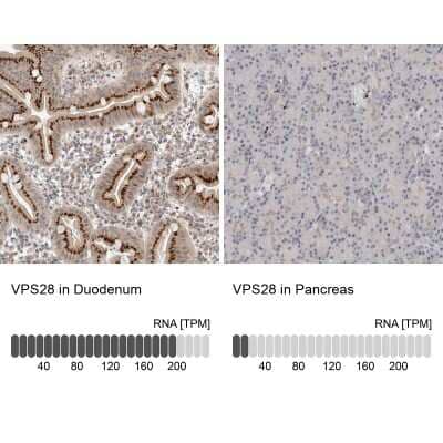 <b>Independent Antibodies Validation and Orthogonal Strategies Validation.</b>Immunohistochemistry-Paraffin: VPS28 Antibody [NBP1-85973] - Staining in human duodenum and pancreas tissues using anti-VPS28 antibody. Corresponding VPS28 RNA-seq data are presented for the same tissues.