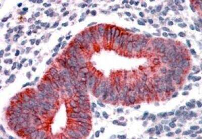 Immunohistochemistry-Paraffin: VPS29 Antibody [NB100-41109] - Staining of paraffin embedded Human Uterus. Antibody at 3.75 ug/mL. Steamed antigen retrieval with citrate buffer pH 6, AP-staining.