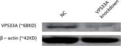 Knockdown Validated VPS33A Antibody