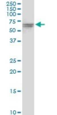 Western Blot: VPS33A Antibody [H00065082-B01P] - Analysis of VPS33A expression in HepG2.