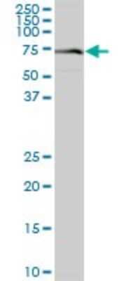 Western Blot VPS33A Antibody - Azide and BSA Free