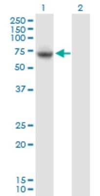 Western Blot: VPS33A Antibody [H00065082-B01P] - Analysis of VPS33A expression in transfected 293T cell line by VPS33A polyclonal antibody.  Lane 1: VPS33A transfected lysate(65.56 KDa). Lane 2: Non-transfected lysate.