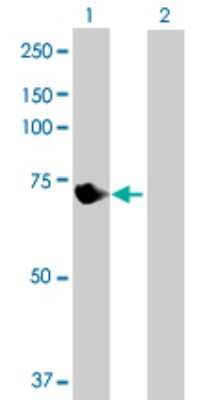 Western Blot: VPS33B Antibody [H00026276-B01P] - Analysis of VPS33B expression in transfected 293T cell line by VPS33B polyclonal antibody.  Lane 1: VPS33B transfected lysate(67.87 KDa). Lane 2: Non-transfected lysate.