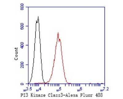 Flow Cytometry: VPS34 Antibody (SY0286) [NBP2-67450] - Flow cytometric analysis of VPS34 was done on A549 cells. The cells were fixed, permeabilized and stained with the primary antibody (1/50) (red). After incubation of the primary antibody at room temperature for an hour, the cells were stained with a Alexa Fluor 488-conjugated Goat anti-Rabbit IgG Secondary antibody at 1/1000 dilution for 30 minutes. Unlabeled sample was used as a control (cells without incubation with primary antibody; black).