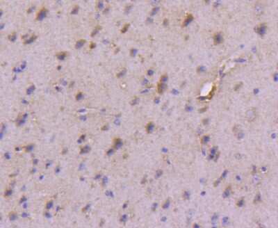 Immunohistochemistry-Paraffin: VPS34 Antibody (SY0286) [NBP2-67450] - Analysis of paraffin-embedded mouse brain tissue using anti-PI 3 Kinase Class 3 antibody. Counter stained with hematoxylin.