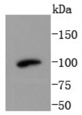 Western Blot: VPS34 Antibody (SY0286) [NBP2-67450] - Analysis of PI 3 Kinase Class 3 on C2C12 cells lysates using anti-PI 3 Kinase Class 3 antibody at 1/1,000 dilution.