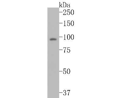 Western Blot: VPS34 Antibody (SY0286) [NBP2-67450] - Western blot analysis of VPS34 on C2C12 cell lysates. Proteins were transferred to a PVDF membrane and blocked with 5% BSA in PBS for 1 hour at room temperature. The primary antibody (1/500) was used in 5% BSA at room temperature for 2 hours. Goat Anti-Ra