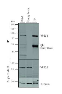 Immunoprecipitation: VPS35 Antibody (7E4) [NBP2-78823] - Immunoprecipitation analysis using Mouse Anti-VPS35 Monoclonal Antibody, Clone 7E4 . Tissue: A549 cells. Species: Human. Primary Antibody: Mouse Anti-VPS35 Monoclonal Antibody. 500 uL cell culture supernatants were incubated with 10 uL of Protein A/G resin beads for 1 hour at 4C.  Clone 7E4 depletes virtually all of the VPS35 from the A549 cell extract.